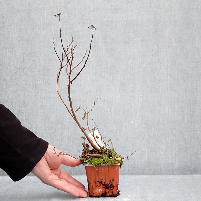 Spécimen de Spiraea densiflora (= splendens) - Spirée à fleurs denses Godet de 8/9 cm tel que livré en hiver