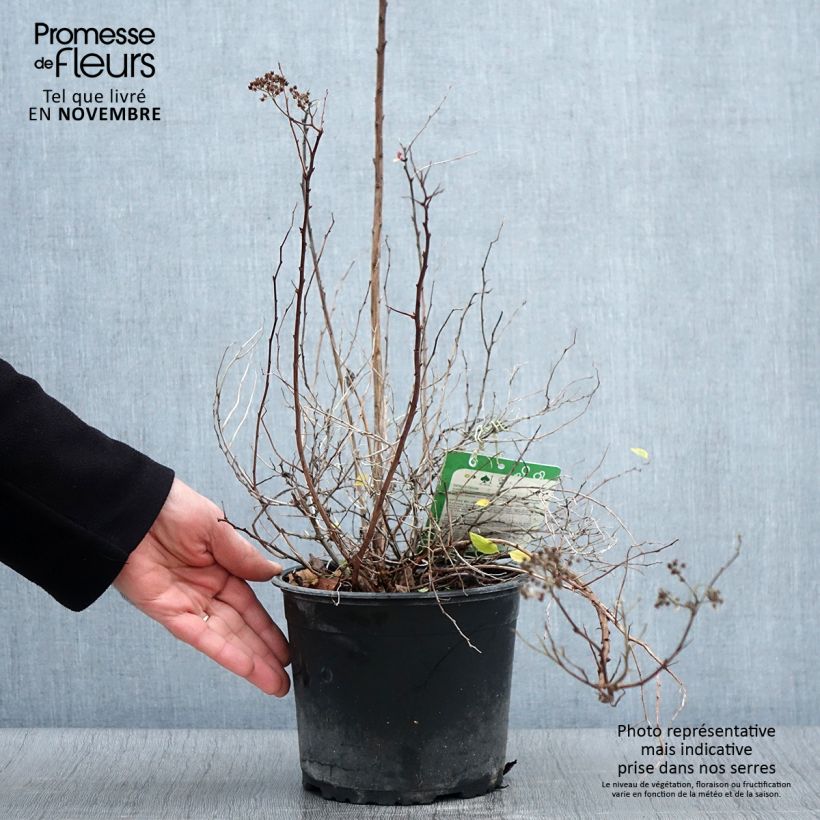 Spécimen de Spiraea japonica Merlo Green - Spirée japonaise Pot de 2L/3L tel que livré en automne