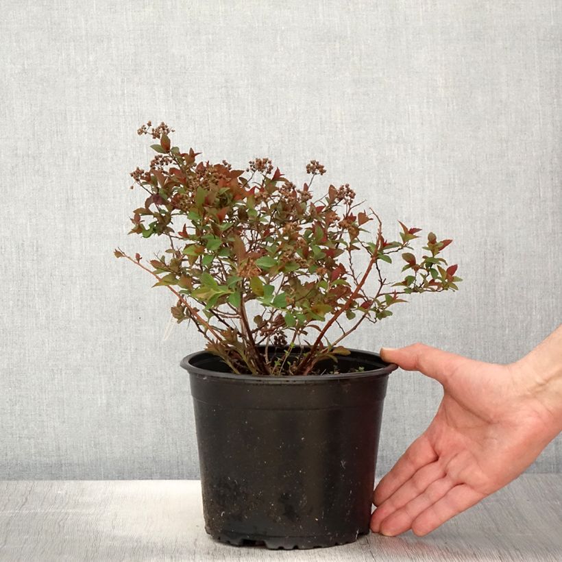 Spiraea japonica Merlo Green 2L/3L pot sample as delivered in spring