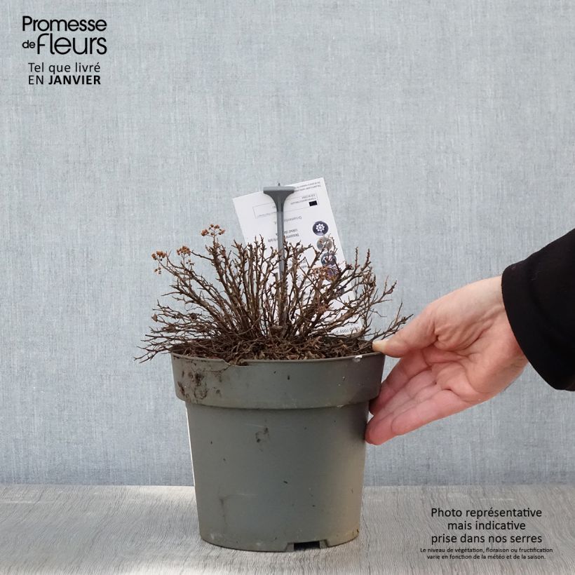 Spécimen de Spiraea japonica Odessa - Spirée japonaise Pot de 2L/3L tel que livré en hiver
