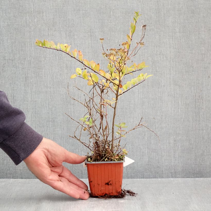 Spécimen de Spiraea nipponica June Bride - Spirée japonaise Godet de 8/9 cm tel que livré en automne