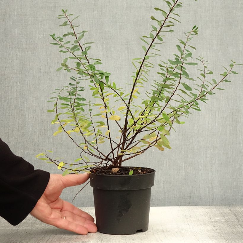 Spécimen de Spiraea nipponica Snowmound - Spirée japonaise Pot de 1L/1,5L tel que livré en automne