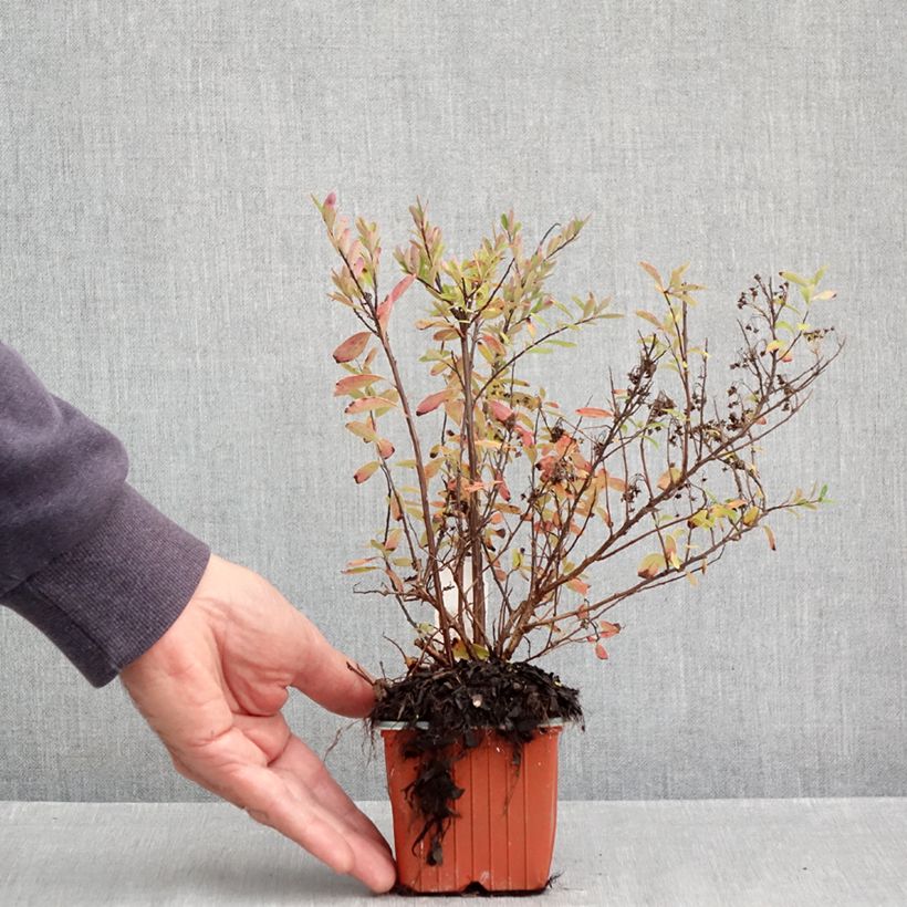 Spécimen de Spiraea nipponica Snowmound - Spirée japonaise Godet de 8/9 cm tel que livré en automne