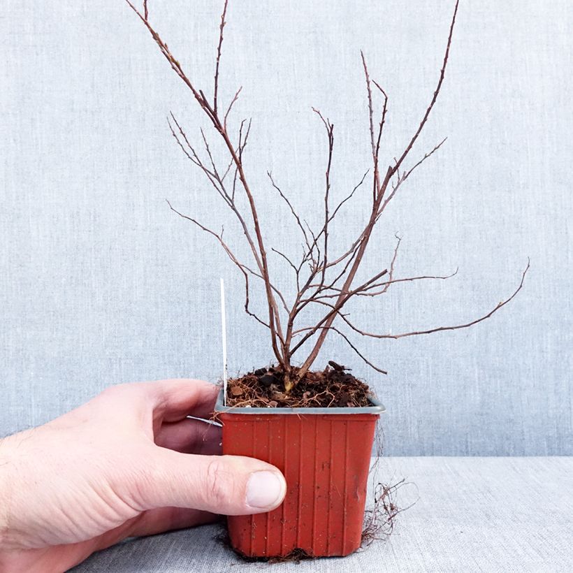Spécimen de Spiraea nipponica Snowmound - Spirée japonaise Godet de 8/9 cm tel que livré en hiver