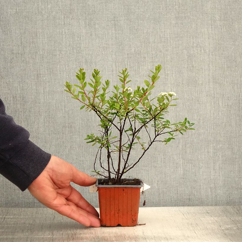 Spécimen de Spiraea nipponica Snowmound - Spirée japonaise Godet de 8/9 cm tel que livré au printemps
