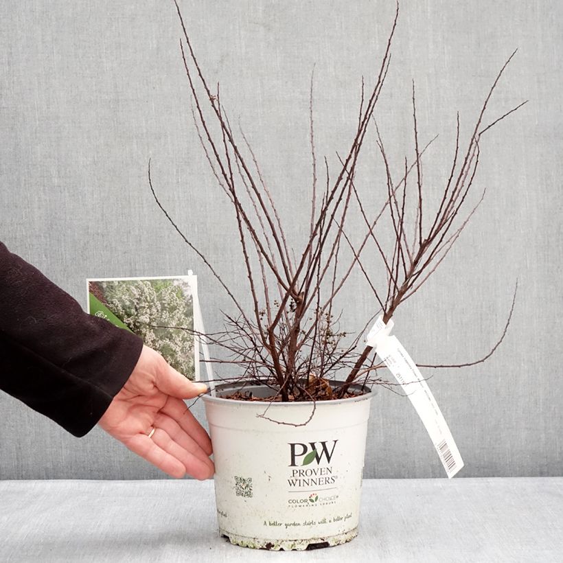 Spécimen de Spiraea nipponica Wedding Cake - Spirée japonaise Pot de 3L/4L tel que livré en hiver