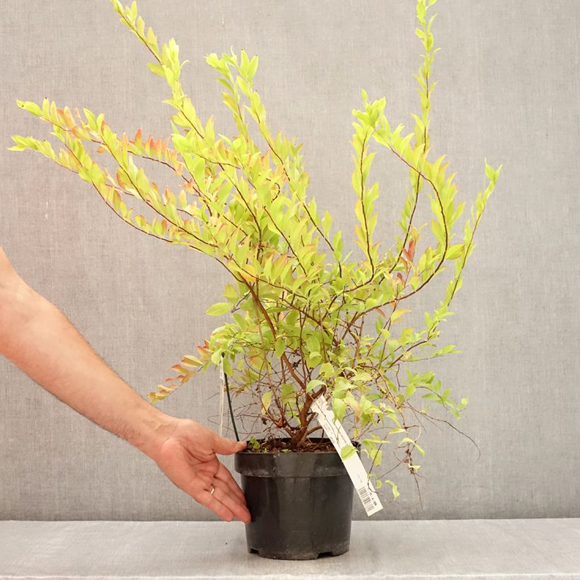 Spécimen de Spiraea prunifolia Goldfire - Spirée à feuilles de prunier Pot de 3L/4L tel que livré en été