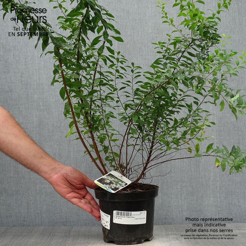 Spécimen de Spiraea thunbergii Fujino Pink - Spirée de Thunberg Pot de 3L/4L tel que livré en automne