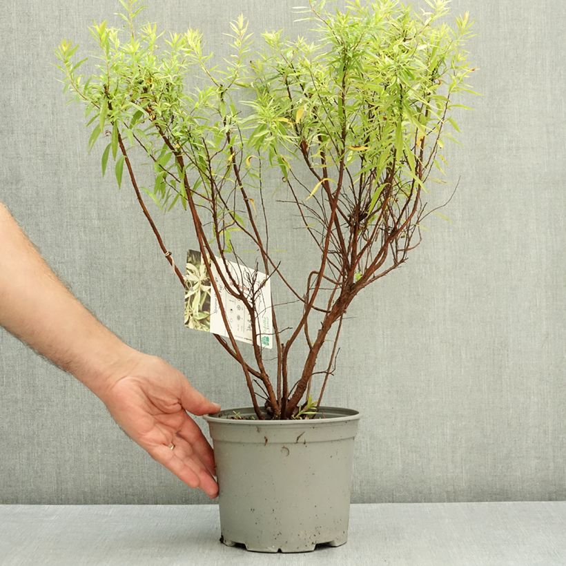 Spécimen de Spiraea thunbergii Mount Fuji - Spirée de Thunberg Pot de 4L/5L tel que livré en automne