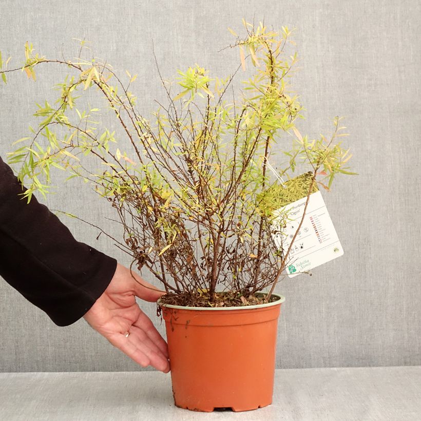Spécimen de Spiraea thunbergii Ogon - Spirée de Thunberg Pot de 3L/4L tel que livré en automne