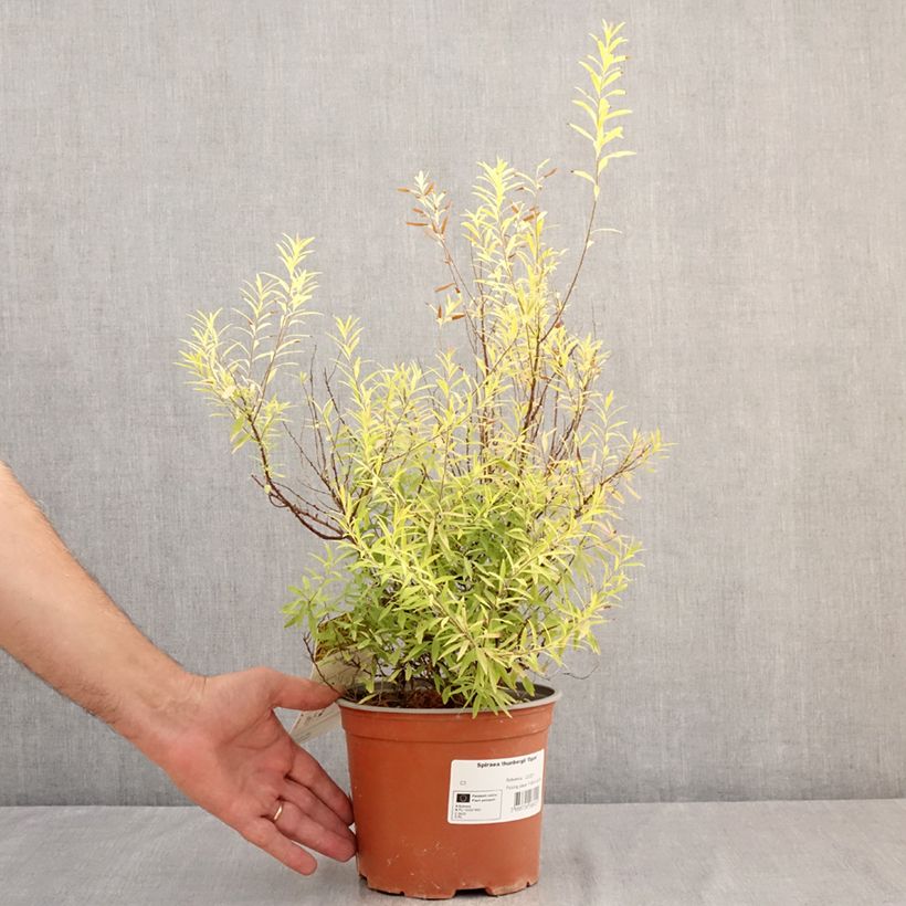 Spécimen de Spiraea thunbergii Ogon - Spirée de Thunberg Pot de 3L/4L tel que livré en été