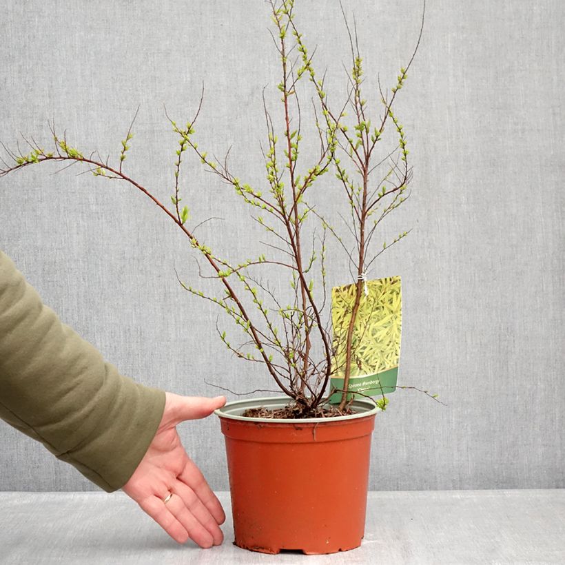 Spécimen de Spiraea thunbergii Ogon - Spirée de Thunberg Pot de 3L/4L tel que livré en hiver