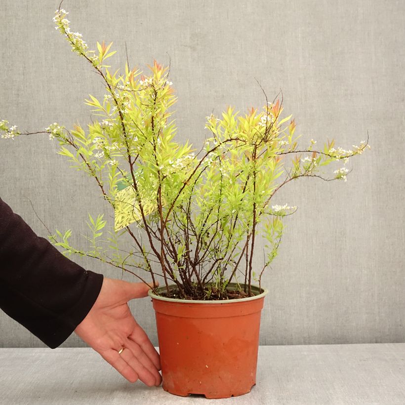 Spécimen de Spiraea thunbergii Ogon - Spirée de Thunberg Pot de 3L/4L tel que livré au printemps
