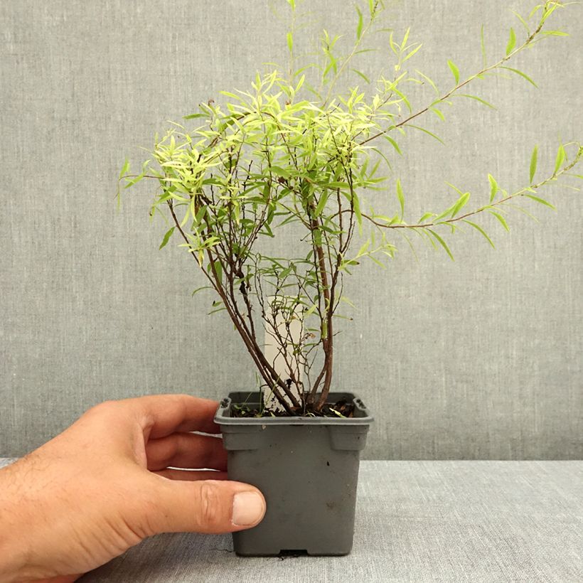 Spécimen de Spiraea thunbergii - Spirée de Thunberg Godet de 8/9 cm tel que livré en été