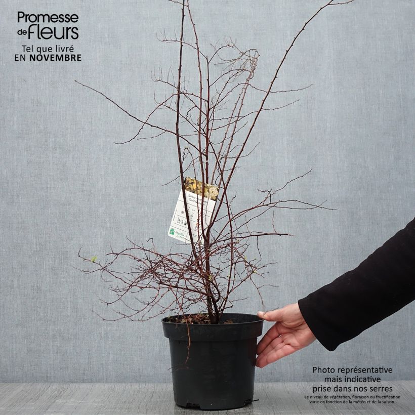 Spécimen de Spiraea vanhouttei Gold Fountain - Spirée de Van Houtte dorée Pot de 3L/4L tel que livré en automne