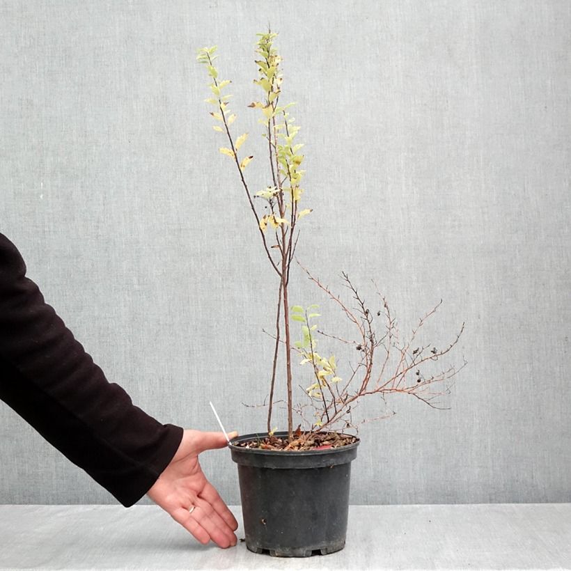 Spécimen de Spiraea vanhouttei Pink Ice - Spirée de Van Houtte panachée Pot de 3L/4L tel que livré en automne