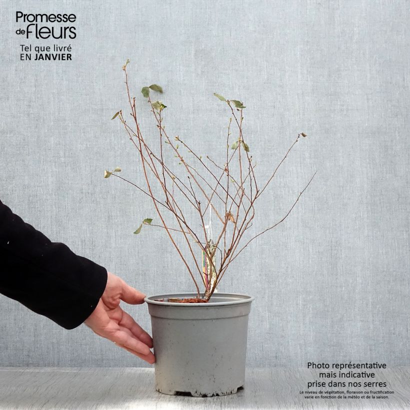 Spécimen de Spiraea vanhouttei Pink Ice - Spirée de Van Houtte panachée Pot de 3L/4L tel que livré en hiver