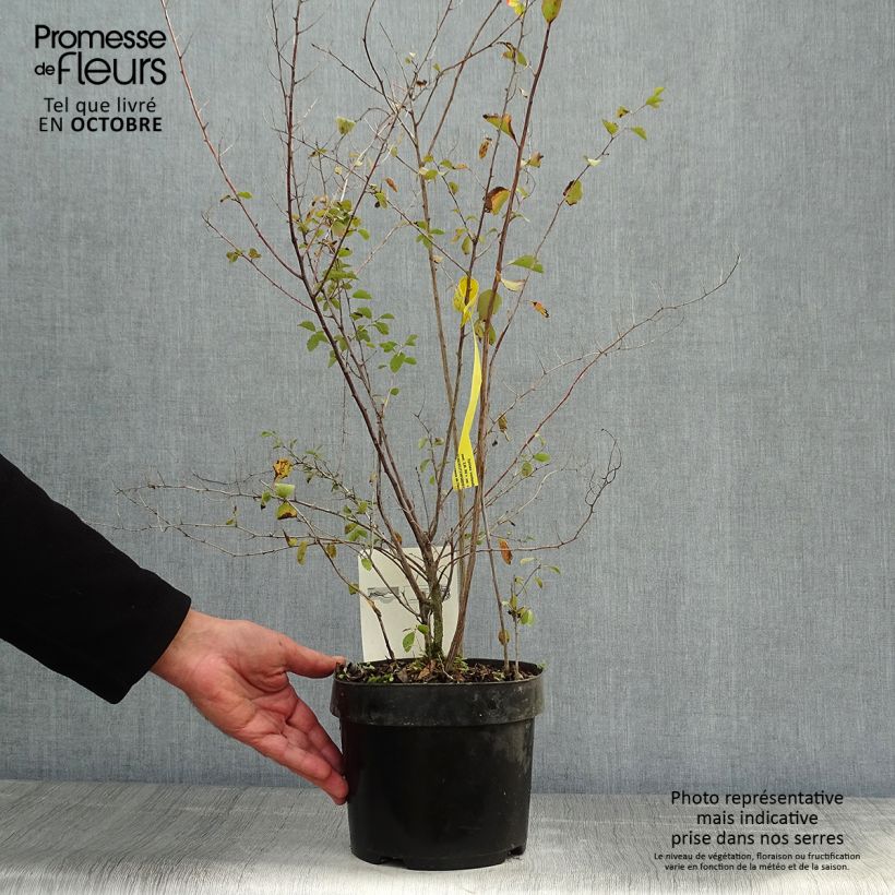 Spécimen de Spiraea vanhouttei - Spirée de Van Houtte Pot de 2L/3L tel que livré en automne