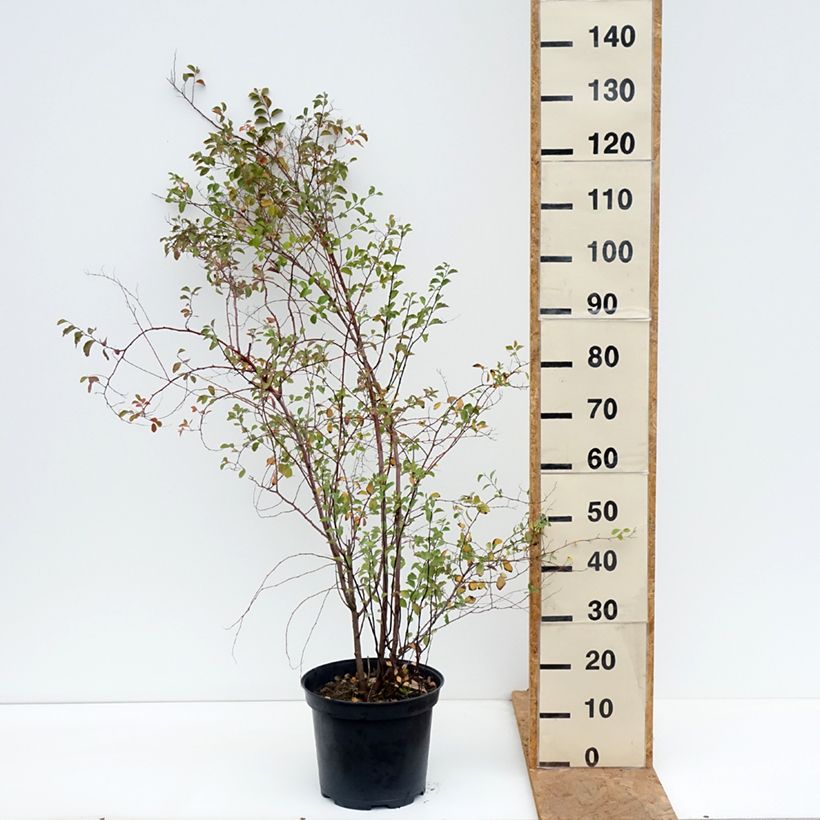 Spécimen de Spiraea vanhouttei - Spirée de Van Houtte Pot de 6L/7L tel que livré en automne