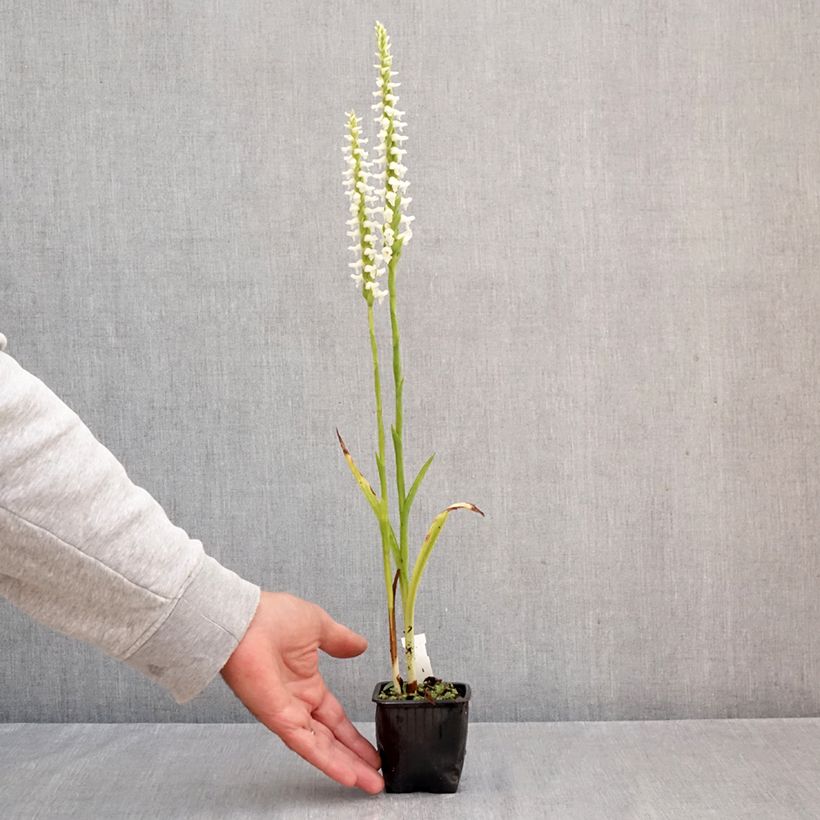 Spécimen de Spiranthes Chadd's Ford - Orchidée terrestre Godet de 8/9 cm tel que livré en automne