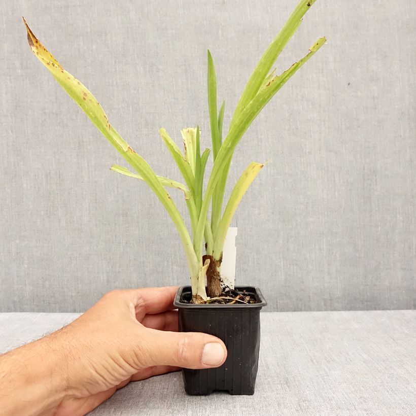 Spécimen de Spiranthes Chadd's Ford - Orchidée terrestre Godet de 8/9 cm tel que livré en été