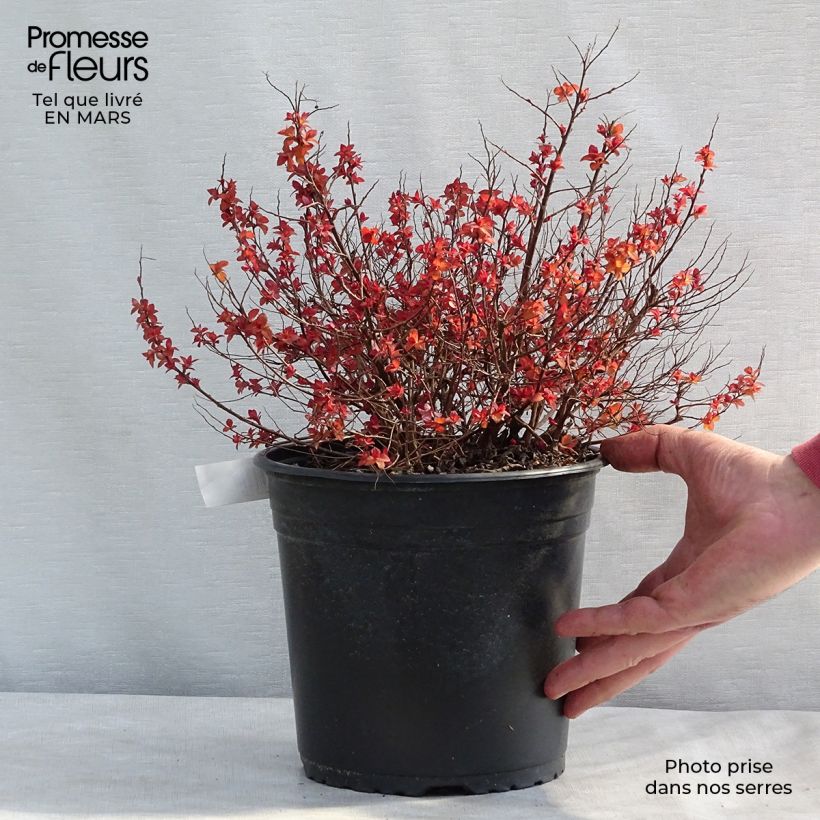 Spécimen de Spirée japonaise Zen'Spirit Caramel Pot de 3L/4L tel que livré en hiver