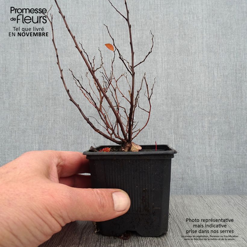 Spécimen de Spirée à feuilles de bouleau Tor - Spiraea betulifolia Godet de 8/9 cm tel que livré en automne