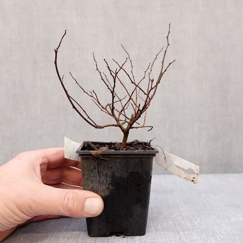 Spécimen de Spirée à feuilles de bouleau Tor - Spiraea betulifolia Godet de 8/9 cm tel que livré en hiver