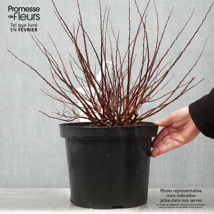 Spécimen de Spirée à feuilles de bouleau Tor Gold - Spiraea betulifolia Pot de 7,5L/10L tel que livré en hiver