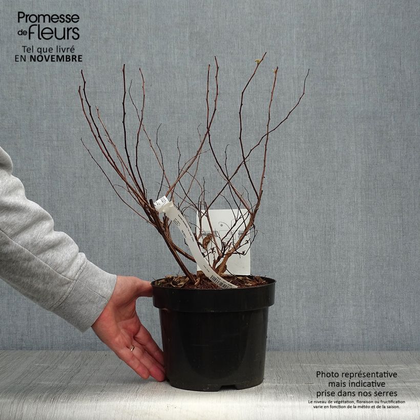 Spécimen de Spirée à feuilles de bouleau Tor Gold - Spiraea betulifolia Pot de 3L/4L tel que livré en automne