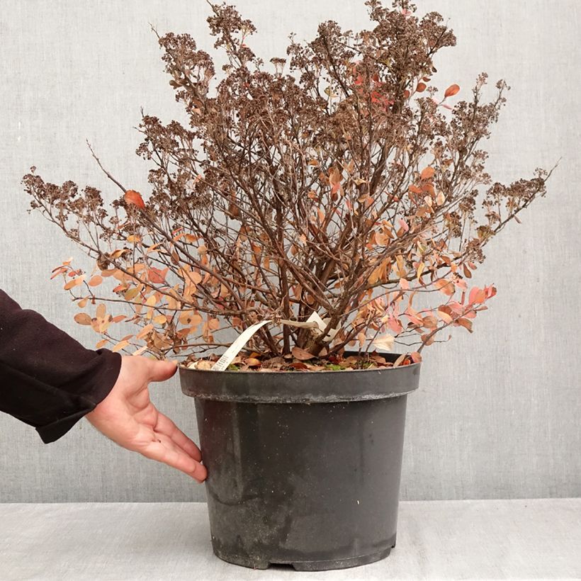 Spécimen de Spirée à feuilles de bouleau Tor Gold - Spiraea betulifolia Pot de 7,5L/10L tel que livré en automne