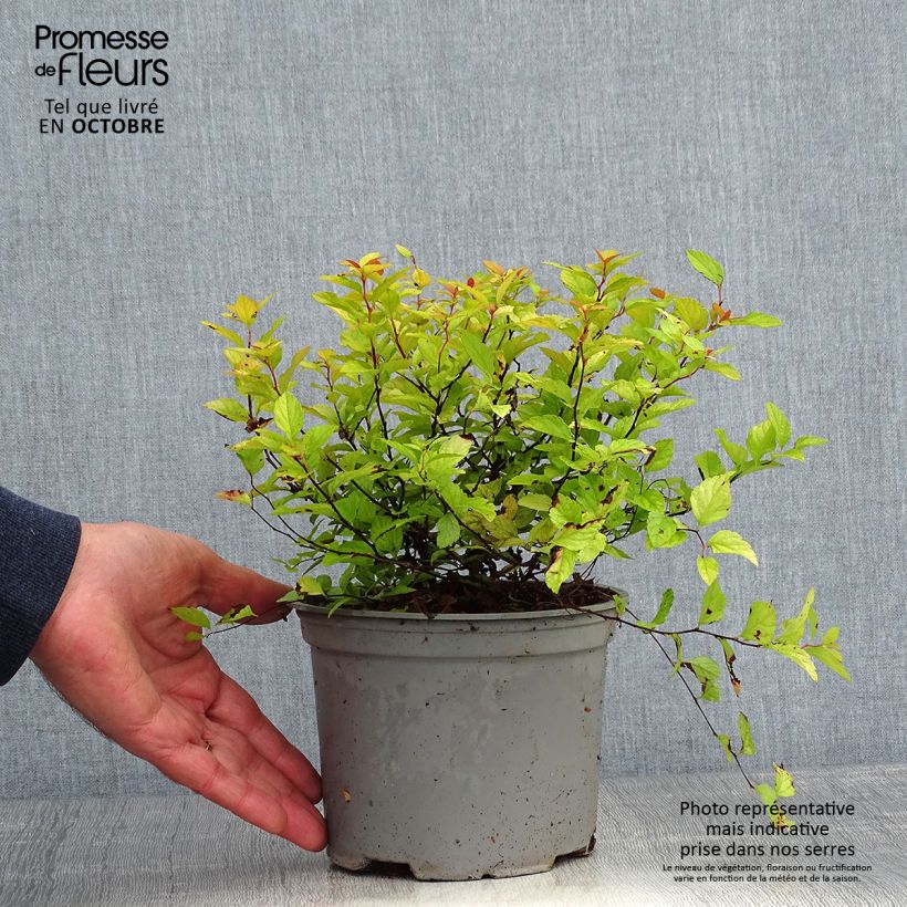 Spécimen de Spirée dorée - Spiraea japonica Candlelight Pot de 2L/3L tel que livré en automne