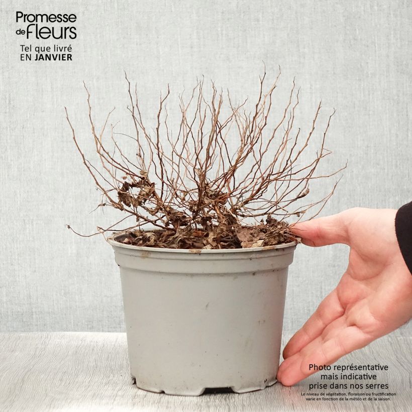 Spécimen de Spirée dorée - Spiraea japonica Candlelight Pot de 2L/3L tel que livré en hiver