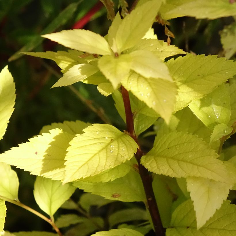Spirée dorée - Spiraea japonica Candlelight (Feuillage)