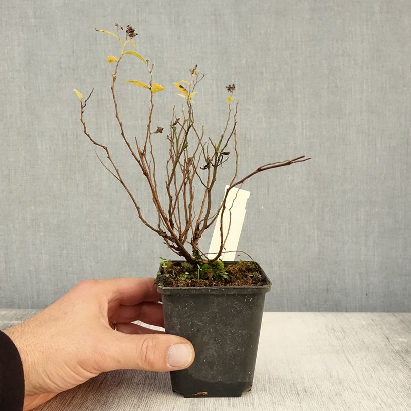 Spécimen de Spirée japonaise Albiflora - Spiraea japonica Godet de 8/9 cm tel que livré en automne