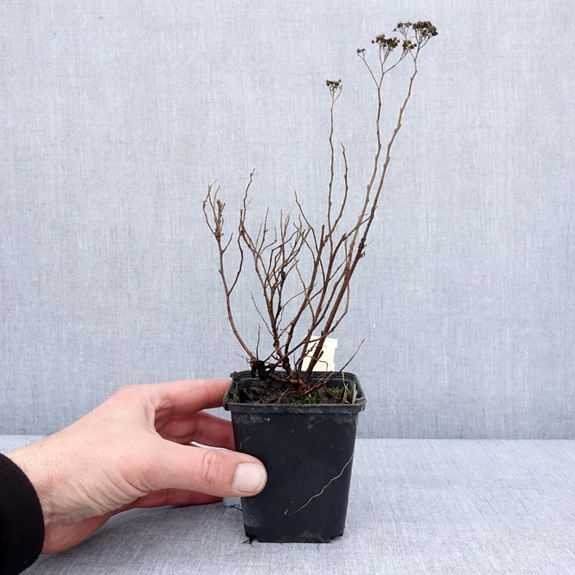 Spécimen de Spirée japonaise Albiflora - Spiraea japonica Godet de 8/9 cm tel que livré en hiver