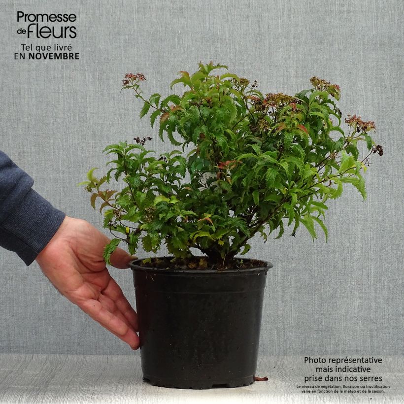 Spécimen de Spirée japonaise Crispa  - Spirée japonaise Pot de 2L/3L tel que livré en automne