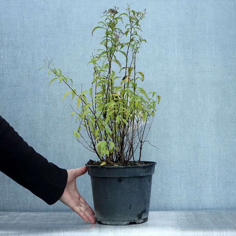 Spécimen de Spirée japonaise Crispa  - Spirée japonaise Pot de 3L/4L tel que livré en automne