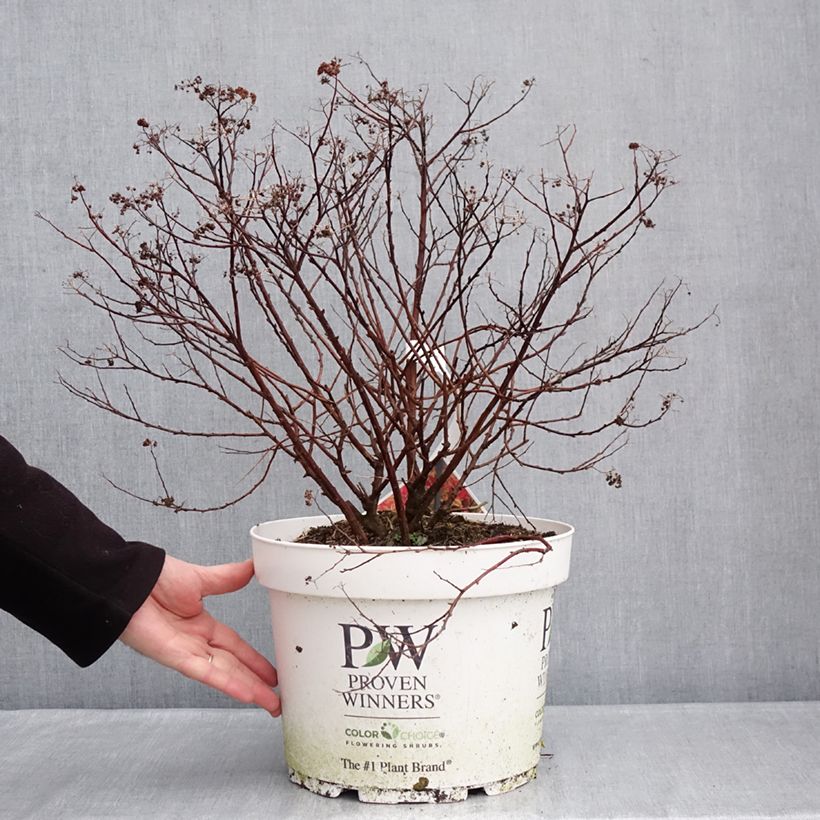 Spécimen de Spirée japonaise Double Play Doozie - Spiraea japonica Pot de 7,5L/10L tel que livré en hiver