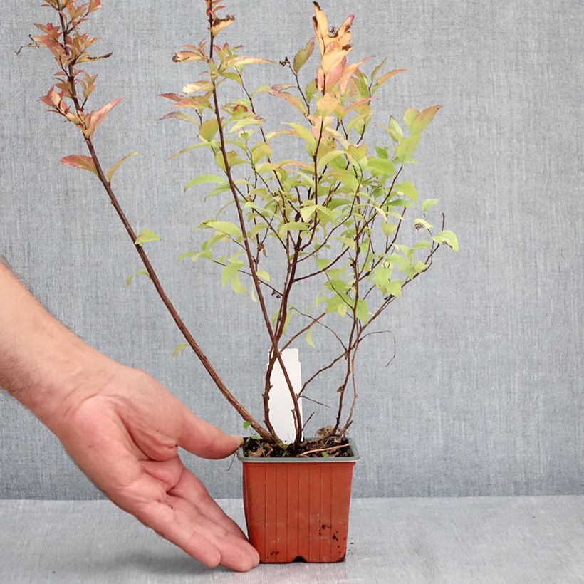 Spécimen de Spirée japonaise Firelight- Spiraea japonica Godet de 8/9 cm tel que livré en été