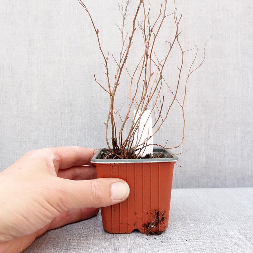 Spécimen de Spirée japonaise Firelight- Spiraea japonica Godet de 8/9 cm tel que livré en hiver