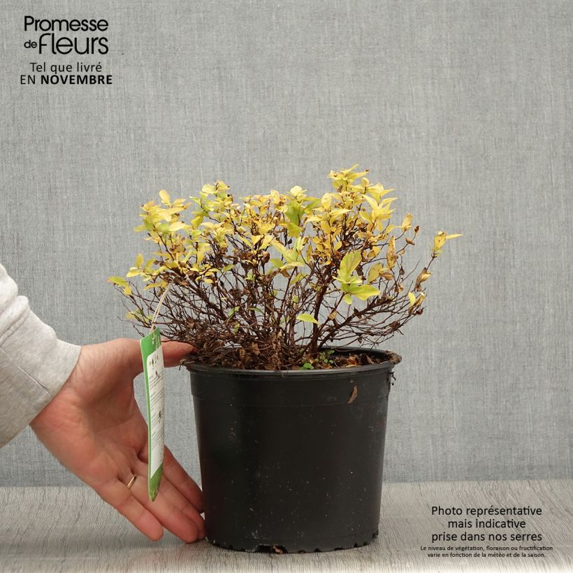 Spécimen de Spirée japonaise Golden Princess - Spiraea japonica Pot de 2L/3L tel que livré en automne