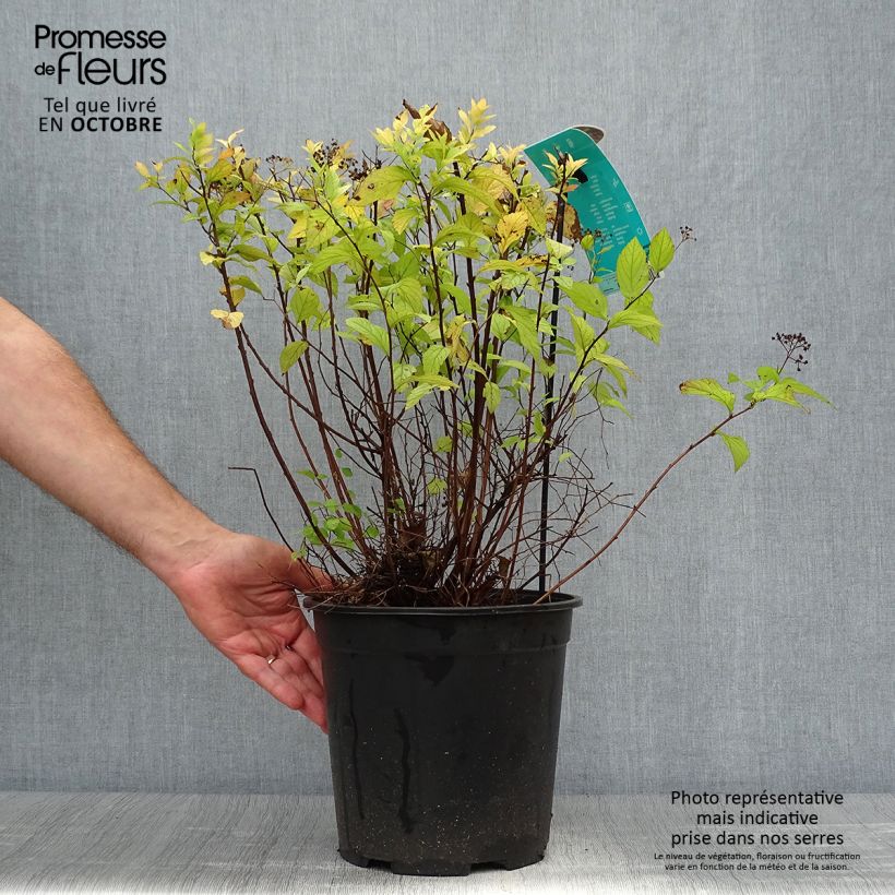 Spécimen de Spirée japonaise Goldflame - Spirée japonaise Pot de 7,5L/10L tel que livré en automne
