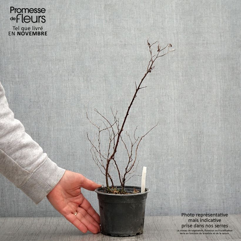 Spécimen de Spirée japonaise Goldflame - Spirée japonaise Pot de 1L/1,5L tel que livré en automne