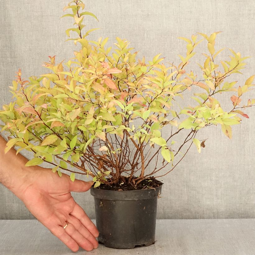 Spécimen de Spirée japonaise Goldflame - Spirée japonaise Pot de 1L/1,5L tel que livré en été
