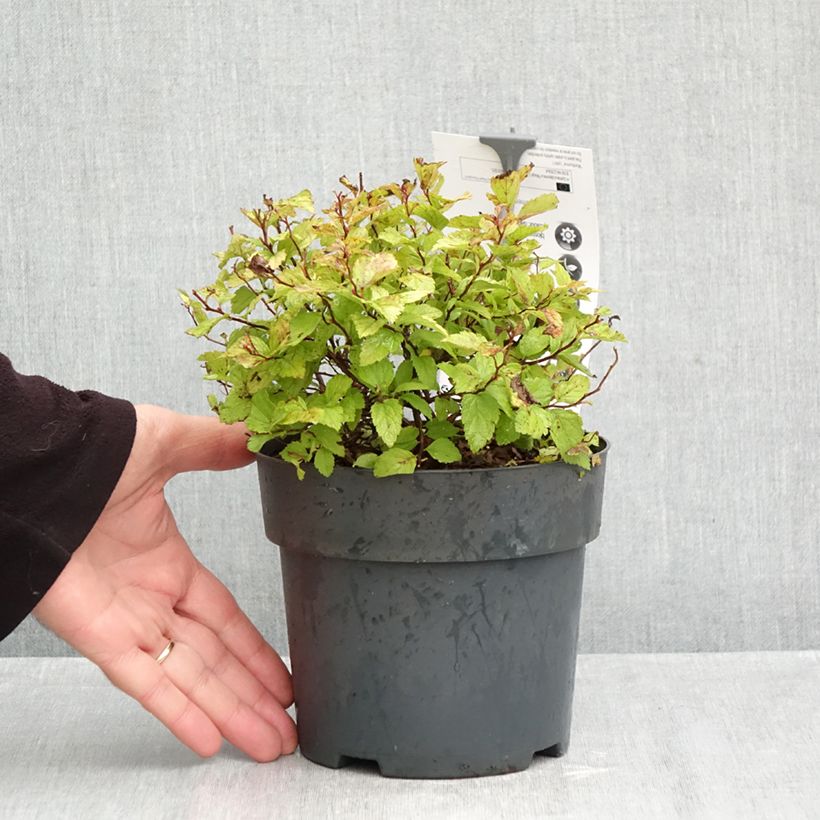 Spécimen de Spirée japonaise Magic Carpet - Spiraea japonica Pot de 2L/3L tel que livré en automne