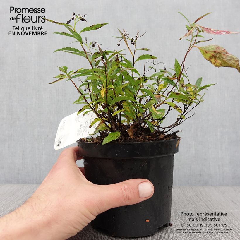 Spécimen de Spirée japonaise Shirobana - Spiraea japonica Pot de 1L/1,5L tel que livré en automne