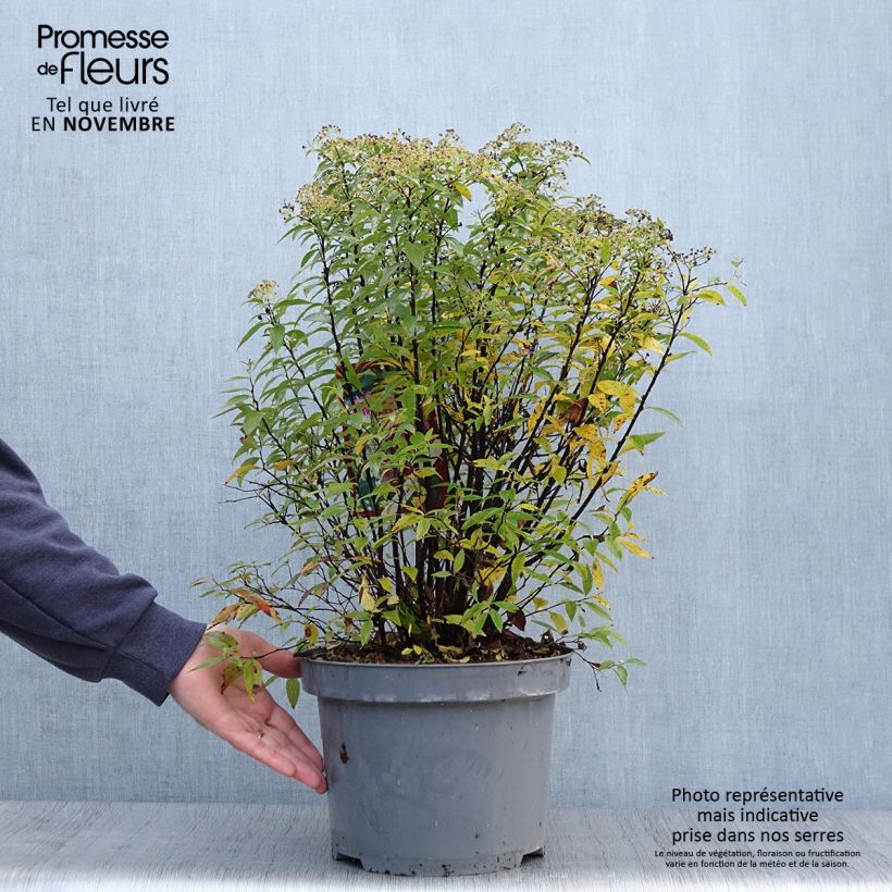 Spécimen de Spirée japonaise Shirobana - Spiraea japonica Pot de 7,5L/10L tel que livré en automne