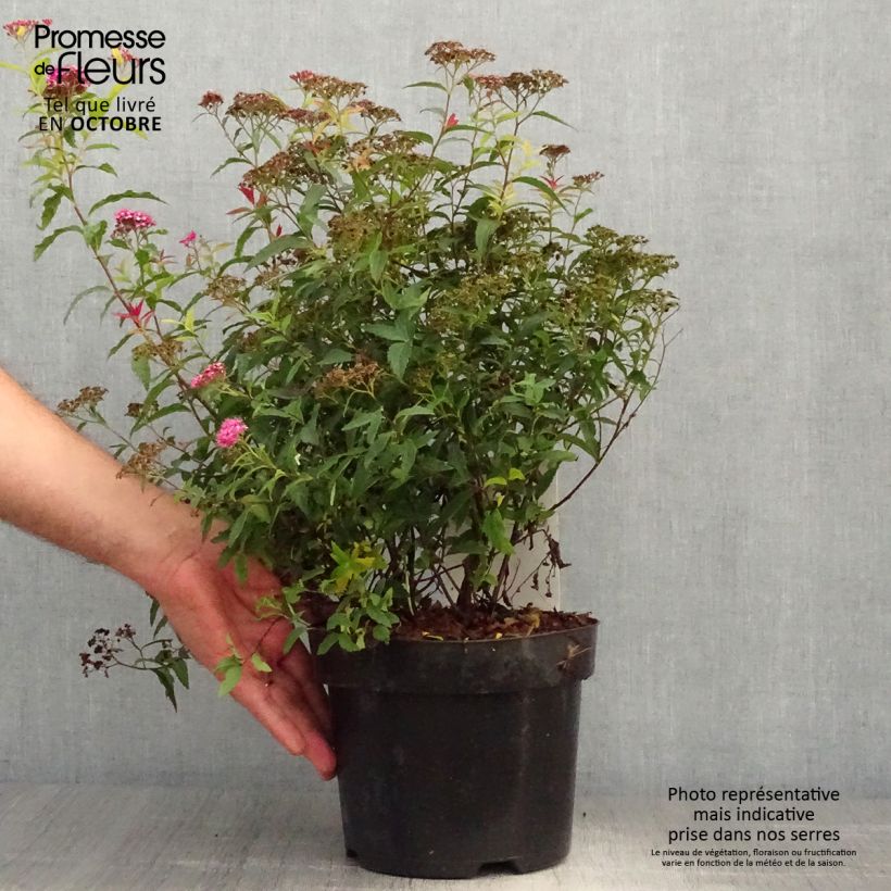 Spécimen de Spirée japonaise - Spiraea japonica Dart's Red Pot de 3L/4L tel que livré en automne