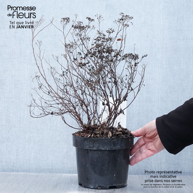 Spécimen de Spirée japonaise - Spiraea japonica Dart's Red Pot de 3L/4L tel que livré en hiver